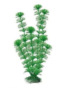 AMTRA CABOMBA augalas labai didelis 33cm 1vnt