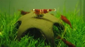 AQUA NOVA dekoracija žvaigždė krevetėms 50mm