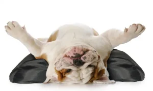 GF Stabilizatoriaus 10/75 užvalkalas XXL