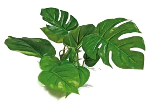 AMTRA ANUBIAS plastikinis augalas 15cm 1vnt