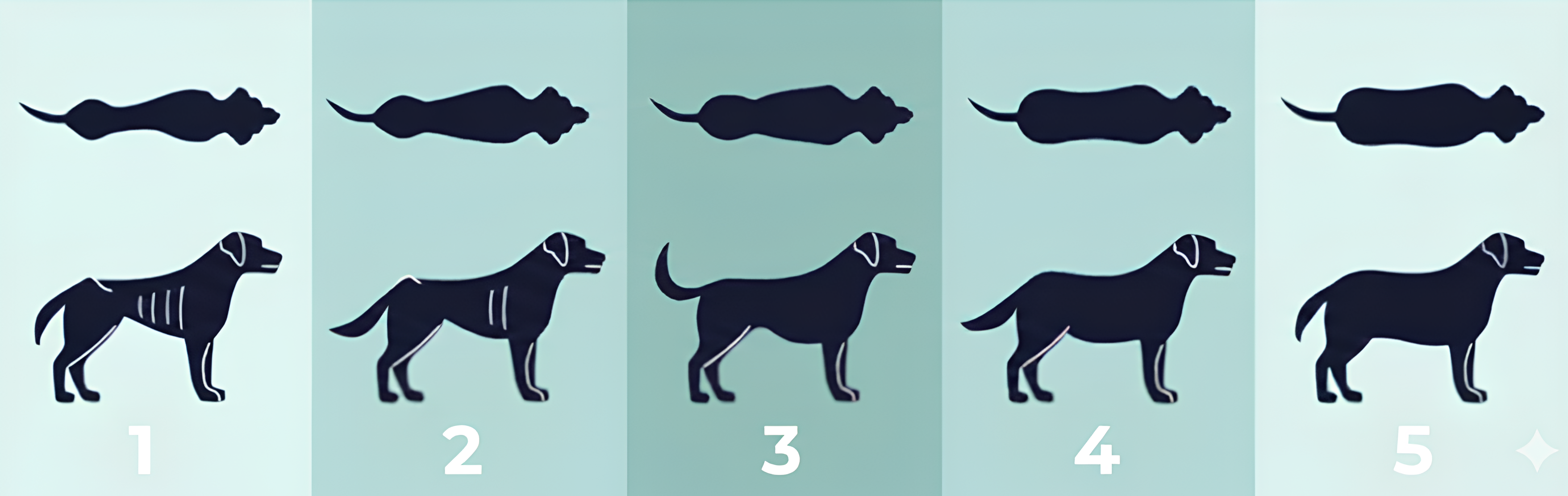 Šunų įmitimo vertinimo nuotrauka nuo 1 iki 5.