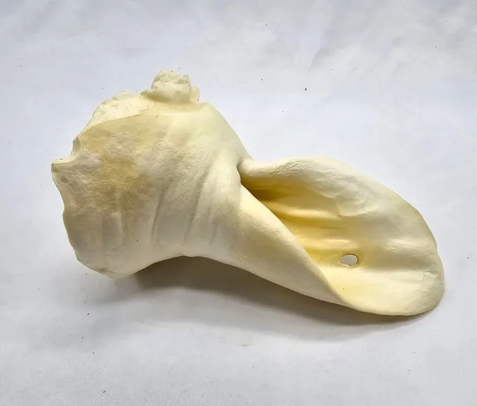 Real Dog jaučio ausys baltos 5vnt.