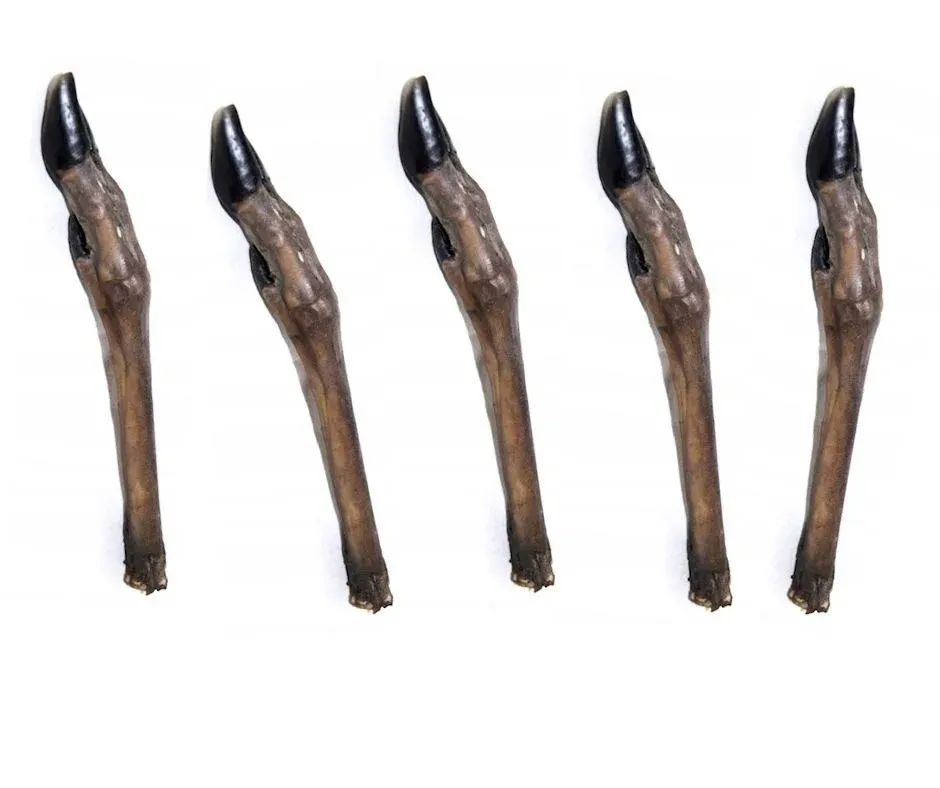 Real Dog stirnos kojos 5vnt.